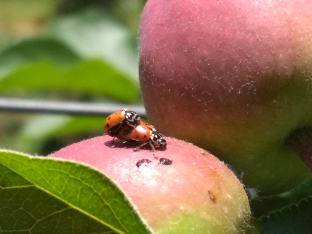 sognandoapples
